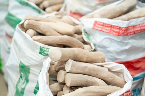 coffee-wood-chews-in-gia-lai